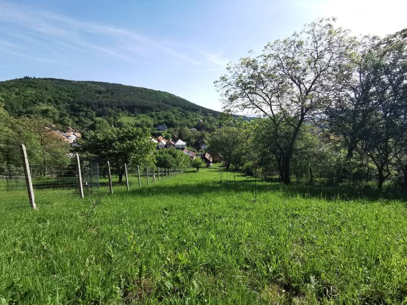 BabonyTRE-predaj velkeho pozemku s vidieckym domom.jpeg